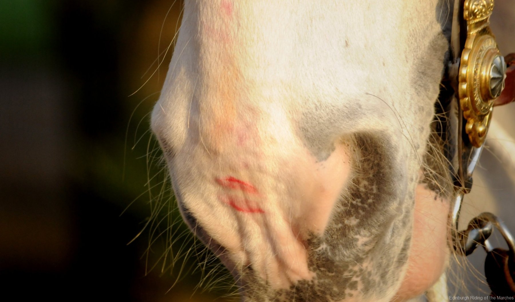Horse with a lipstick kiss