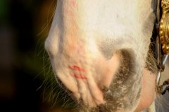 Horse with a lipstick kiss